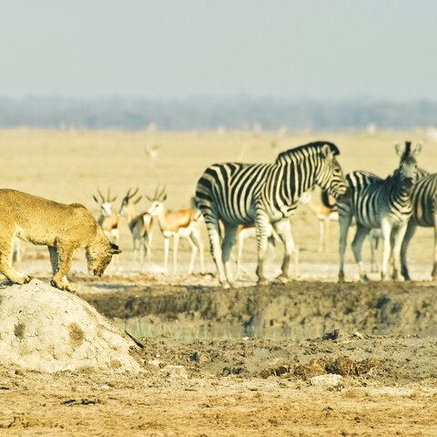 Zebras und Löwen im Makgadikgadi Pans Nationalpark