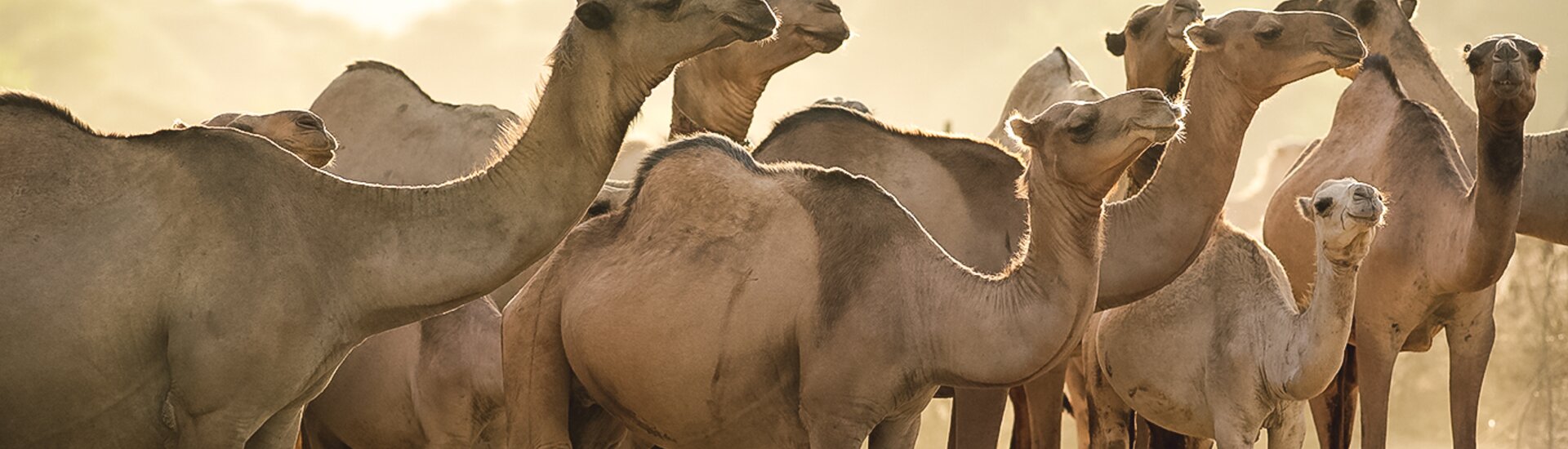 Kamele in Maralal, Kenia