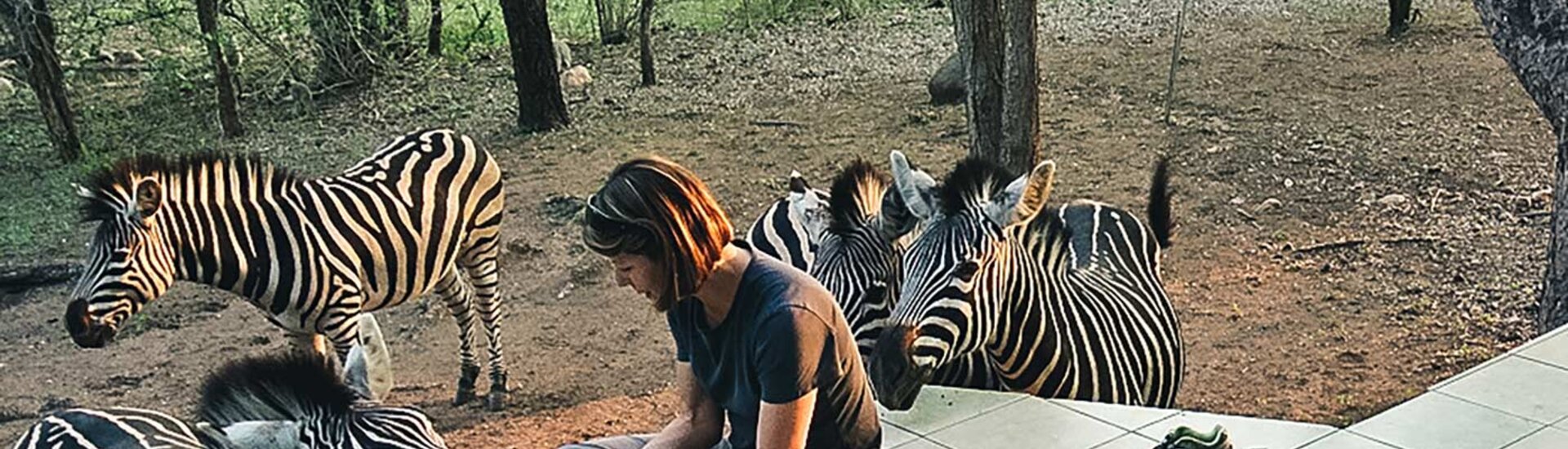 Zebras im Marloth Park