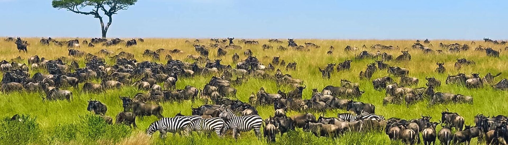 Die große Tierwanderung der Gnus im Masai Mara Nationalpark, Kenia