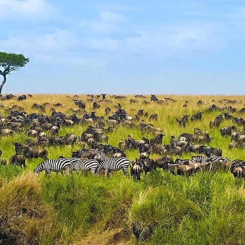 Die große Tierwanderung der Gnus im Masai Mara Nationalpark, Kenia