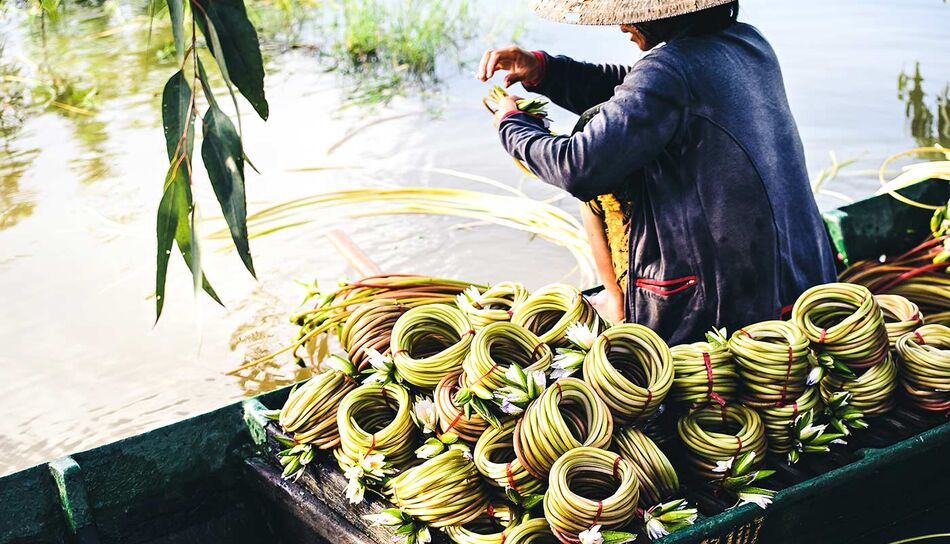 Wasserlilien in Vietnams Mekong Delta