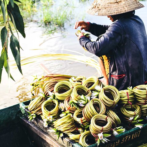 Wasserlilien in Vietnams Mekong Delta