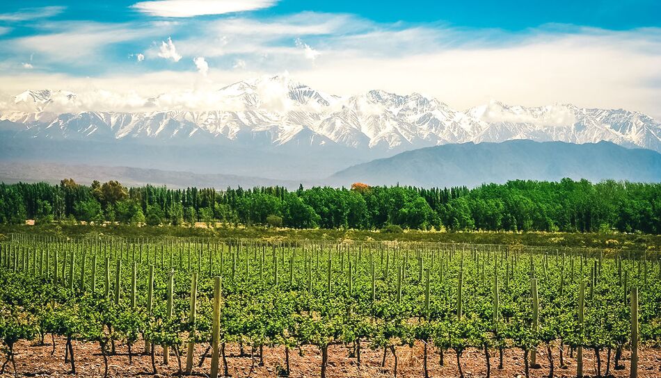Weingut in Mendoza 