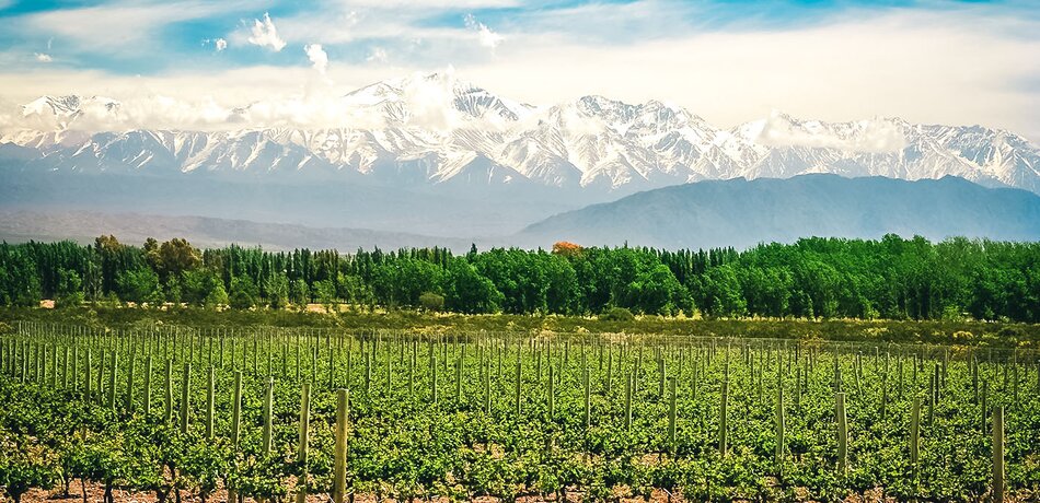 Weingut in Mendoza 