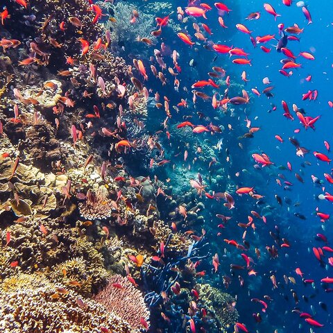 Unterwasserwelt der Menjangan Insel in Indonesien