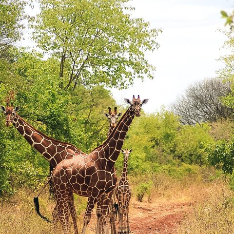 Giraffen im Meru Nationalpark, Kenia
