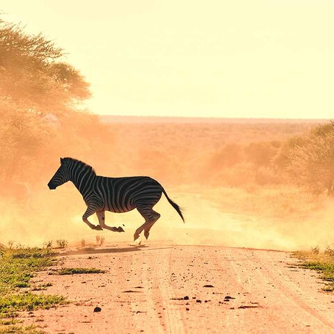 Zebra im Mlilwane Naturreservat 
