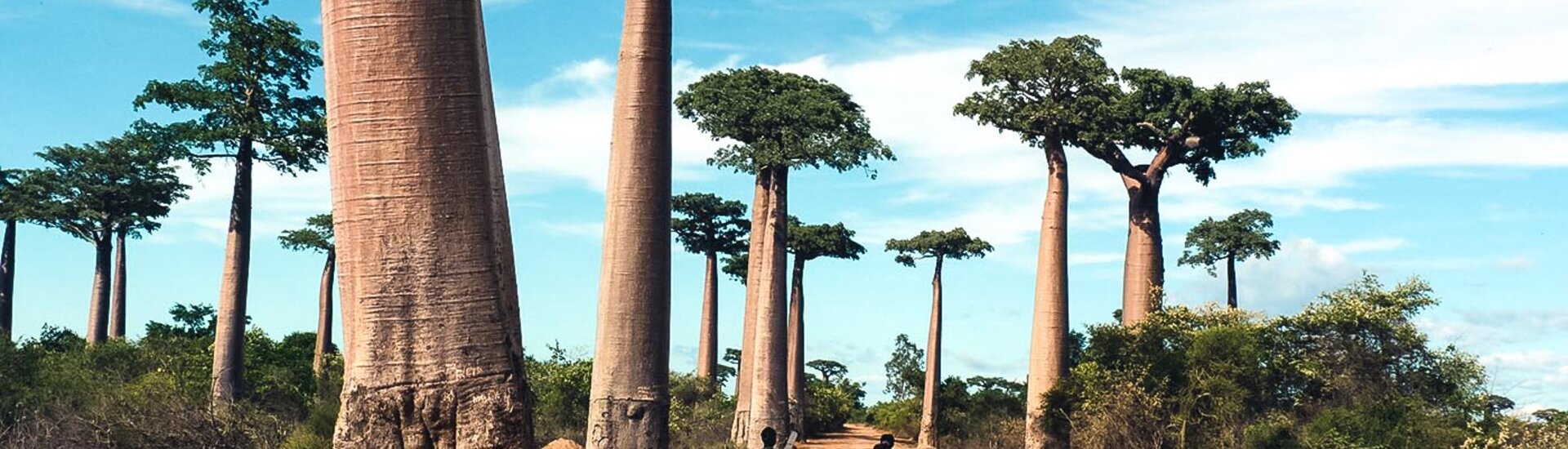 Einheimische spazieren entlang der Baobab Allee in Morondava