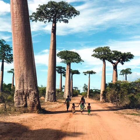 Einheimische spazieren entlang der Baobab Allee in Morondava