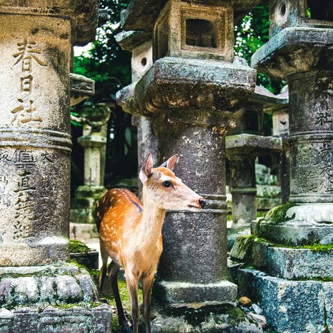 Reh in Nara
