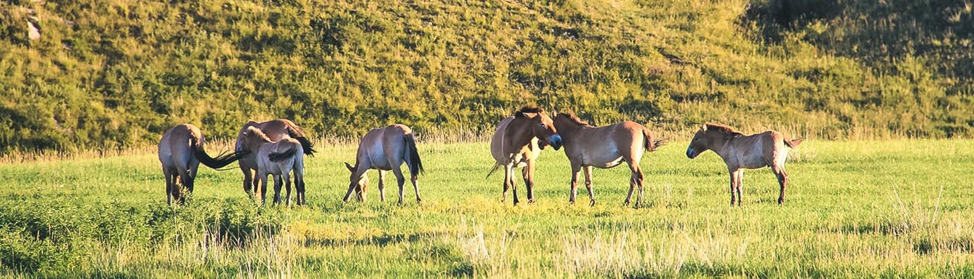 Pferde im Nationalpark Chustain Nuruu, Mongolei