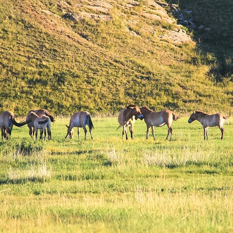 Pferde im Nationalpark Chustain Nuruu, Mongolei
