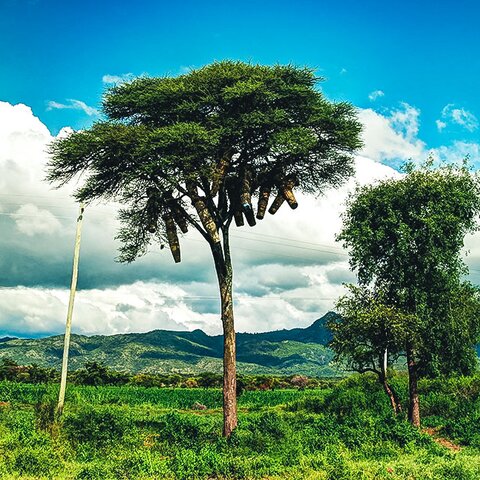 Landschaft im Nechisar Nationalpark in Äthiopien