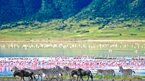 Flamingos und Zebras im Ngorongoro Krater in Tansania