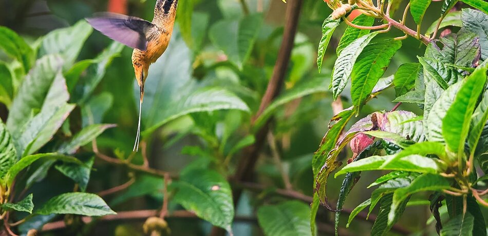 Kolibirs im Regenwald von Nuqui
