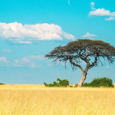 Baum in der Steppe des Onguma Wildreservat