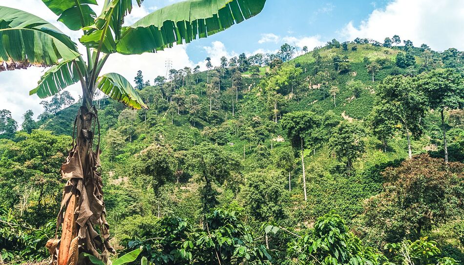 Kaffeeplantagen in der Zona Cafetera in Kolumbien