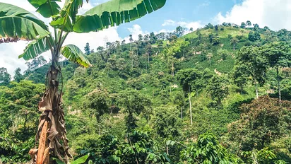 Kaffeeplantagen in der Zona Cafetera in Kolumbien