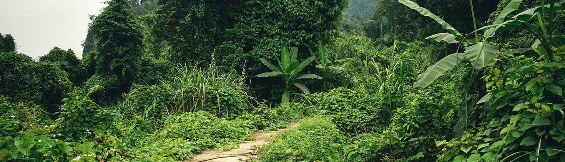 Dschungel im Ke Bang Nationalpark 