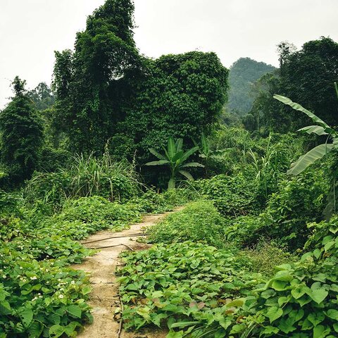 Dschungel im Ke Bang Nationalpark 