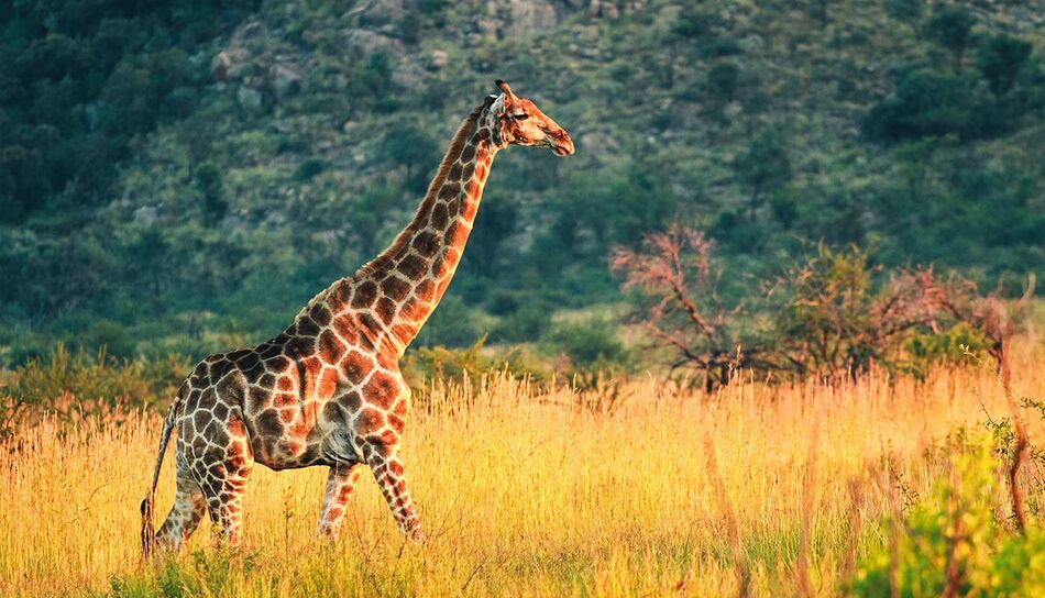 Giraffe im Pilanesberg National Park