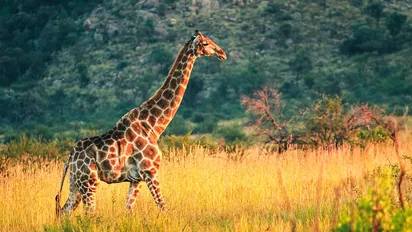 Giraffe im Pilanesberg National Park
