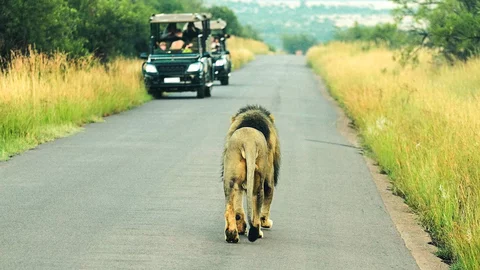 Safari im Pilanesberg National Park