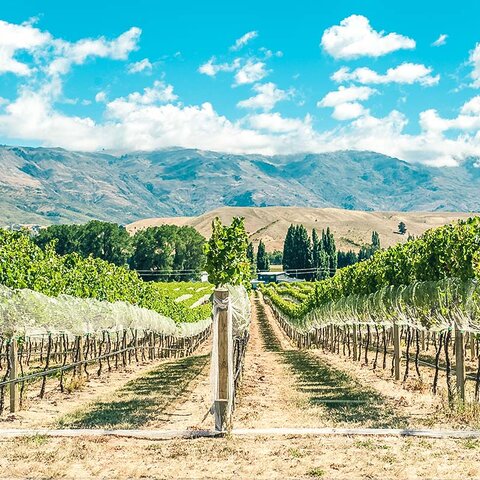 Weingüter von Otago in Neuseeland
