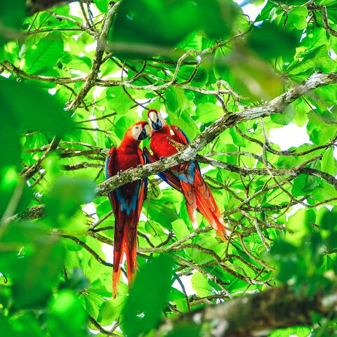 Papageien im Regenwald