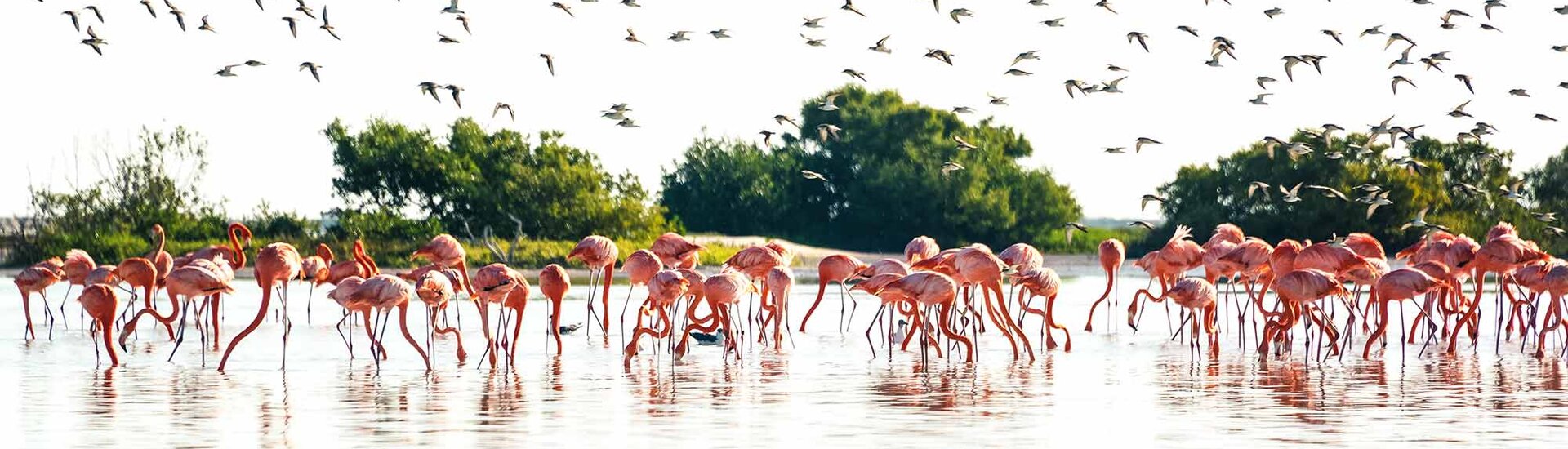 Eine Gruppe Flamingos in Rio Lagartos