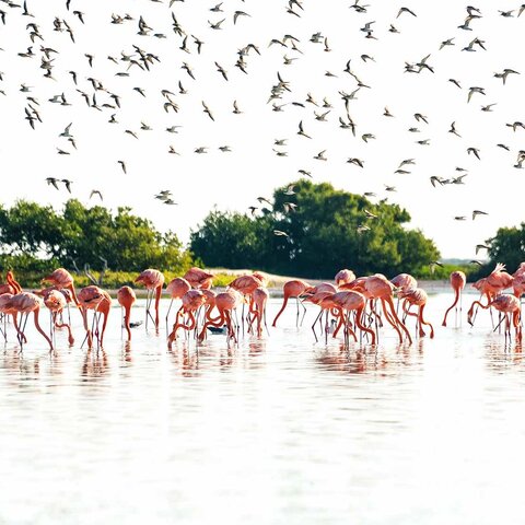 Eine Gruppe Flamingos in Rio Lagartos