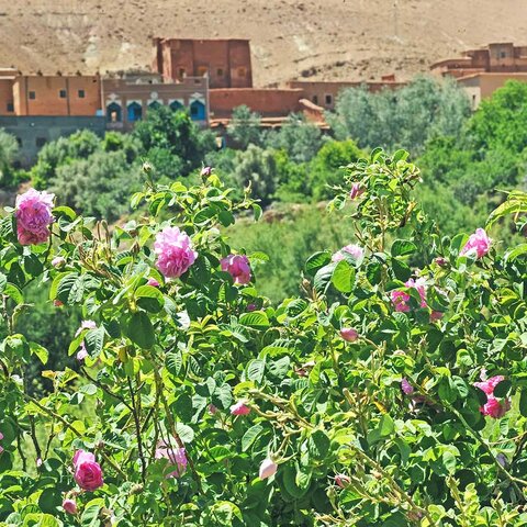 Tal der Rosen mit Stadt im Hintergrund, Marokko