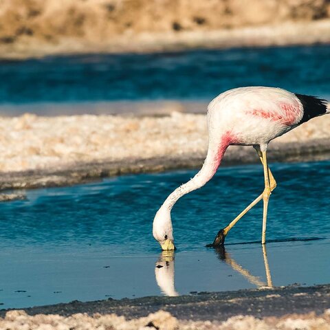 Flamingo im Salar de Aracama, Chile