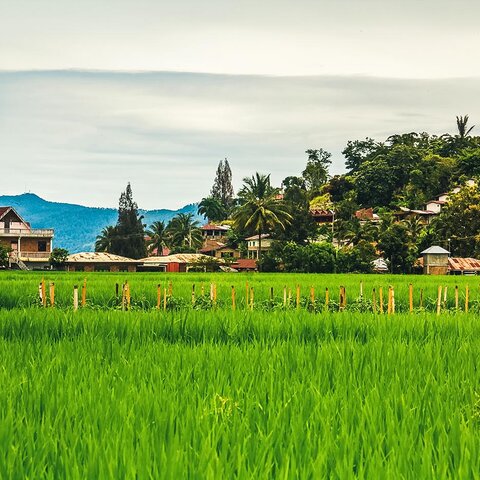 Reisfelder in Samosir, Indonesien