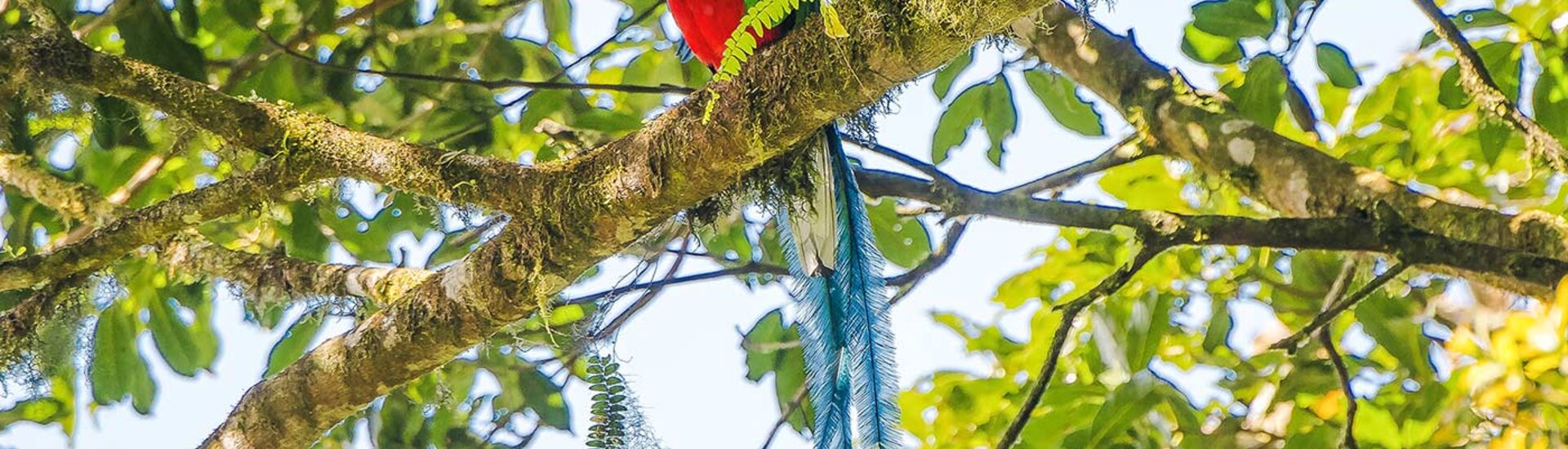 Bunter Quetzal Vogel im Wald