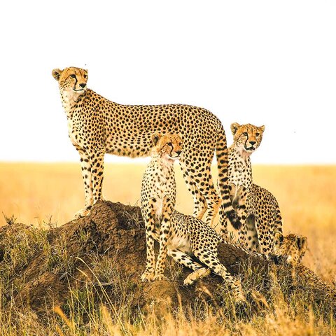 Geparden im Serengeti Nationalpark in Tansania