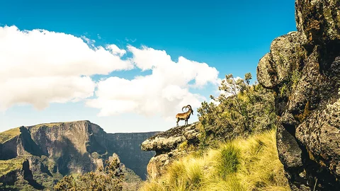 Steinbock im Simien Nationalpark in Äthiopien