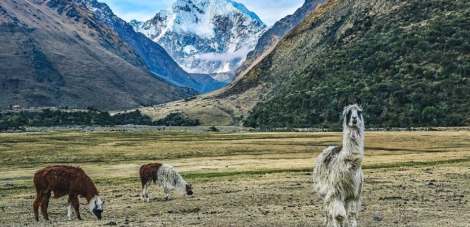 Alpakas auf dem Salkantay Trek in Peru