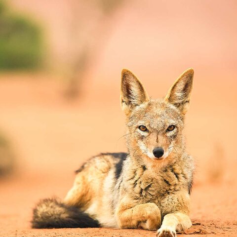 Junger Schakal in Sossusvlei