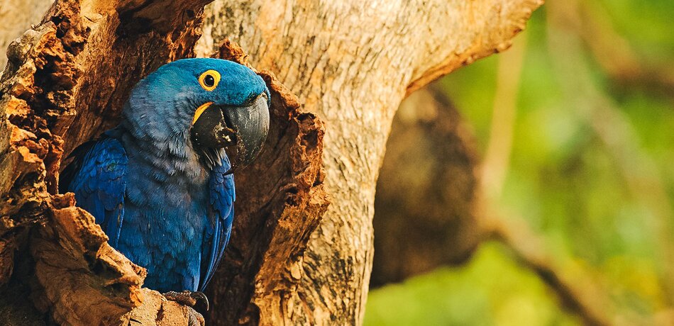 Blauer Ara in Pantanal