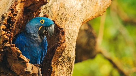 Blauer Ara in Pantanal