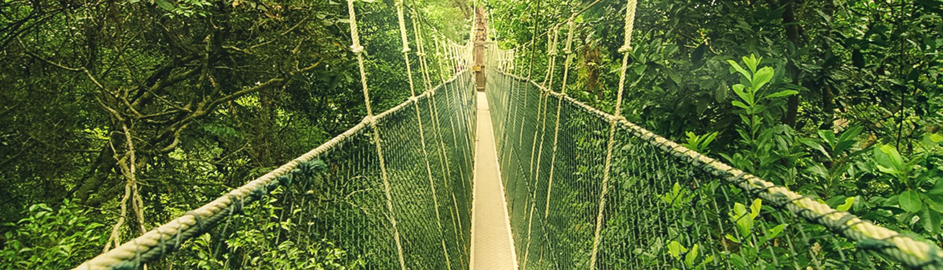 Hängebrücke im Taman Negara Nationalpark in Malaysia