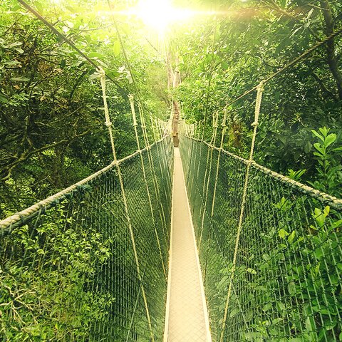 Hängebrücke im Taman Negara Nationalpark in Malaysia