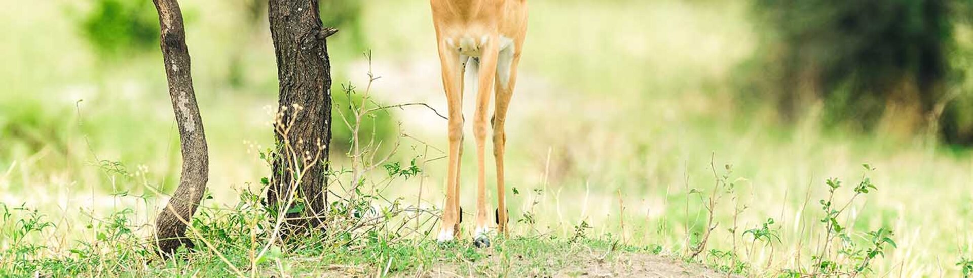 Impala im Tarangire Nationalpark in Tansania