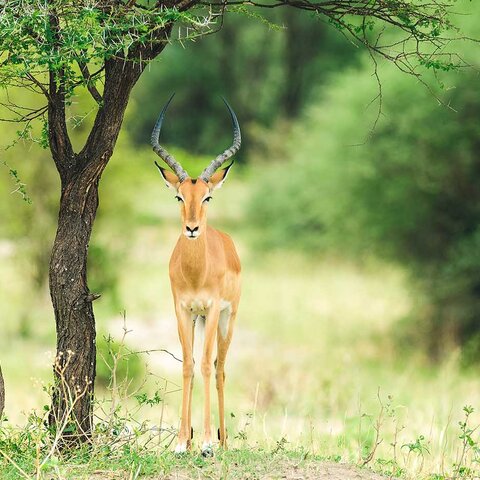 Impala im Tarangire Nationalpark in Tansania