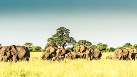 Elefantenherde im Tarangire Nationalpark in Tansania
