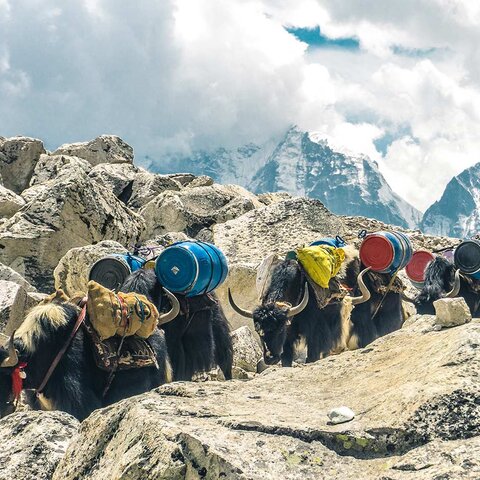 Gorak Shep: Yaks im Khumbu Tal