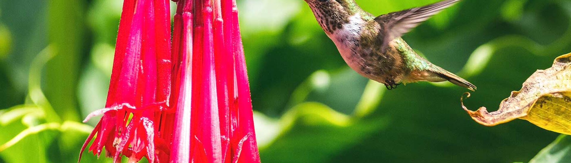 Kolibiri im Regenwald 