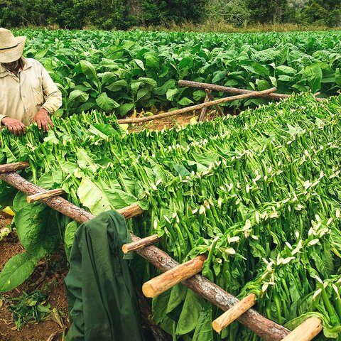 Tabakfarm im Viñales Tal